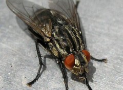 Fonds d'cran Animaux une mouche qui pose