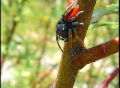 Fonds d'cran Animaux Araigne au corps rouge