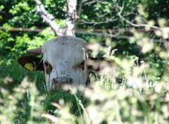 Fonds d'cran Animaux NATURA