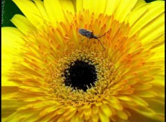 Fonds d'cran Nature Insecte sur une fleur