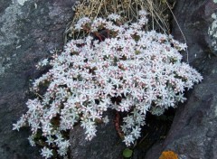 Fonds d'cran Nature Plante grasse de rocaille