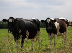 Fonds d'cran Animaux Vache bretonne