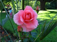 Fonds d'cran Nature Rose rose