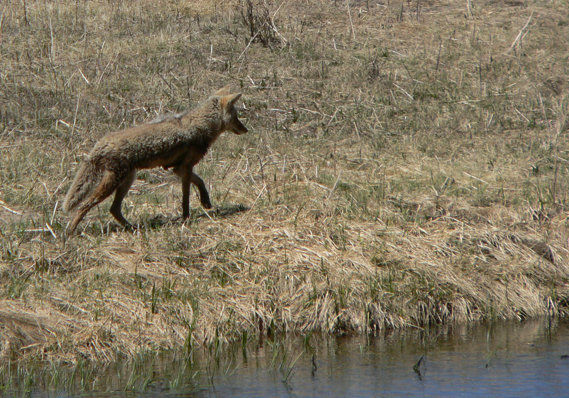 Fonds d'cran Animaux Loups Coyotte