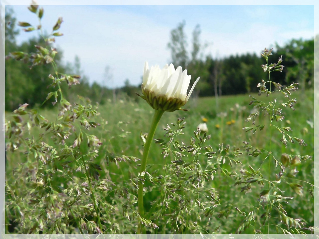 Fonds d'cran Nature Fleurs Marguerite en devenir