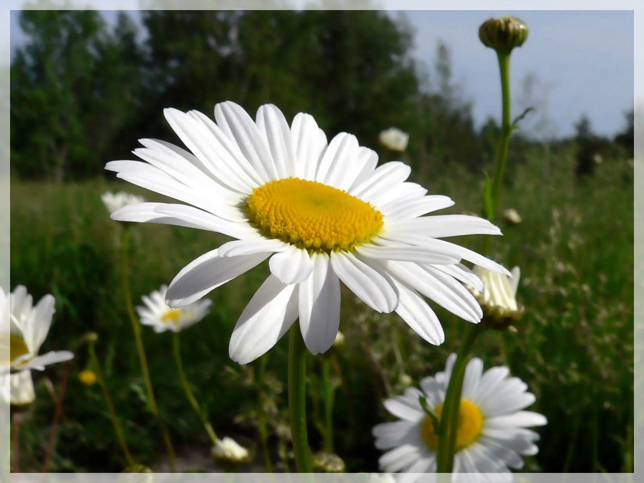 Fonds d'cran Nature Fleurs Marguerite