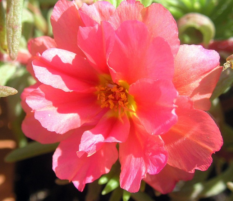 Fonds d'cran Nature Fleurs fleur de pourpier