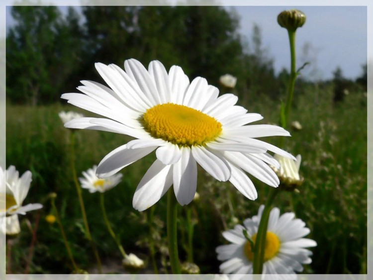 Fonds d'cran Nature Fleurs Marguerite