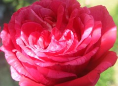 Fonds d'cran Nature rose