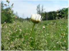 Fonds d'cran Nature Marguerite en devenir