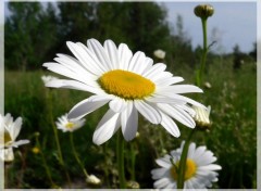 Fonds d'cran Nature Marguerite