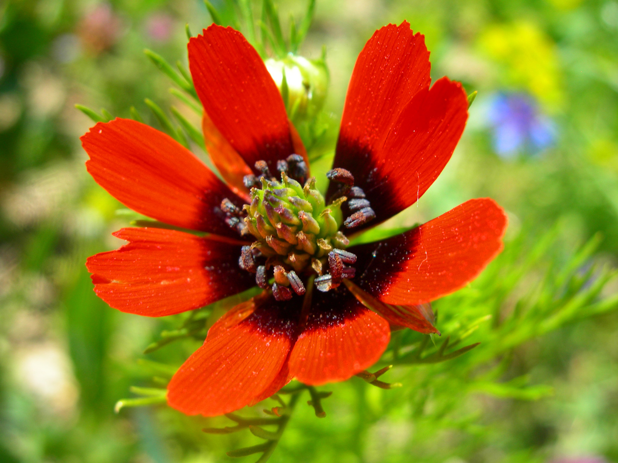 Wallpapers Nature Flowers Adonis