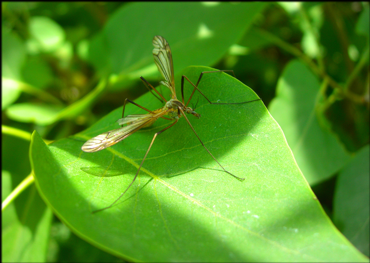 Wallpapers Animals Insects - Mosquitoes 