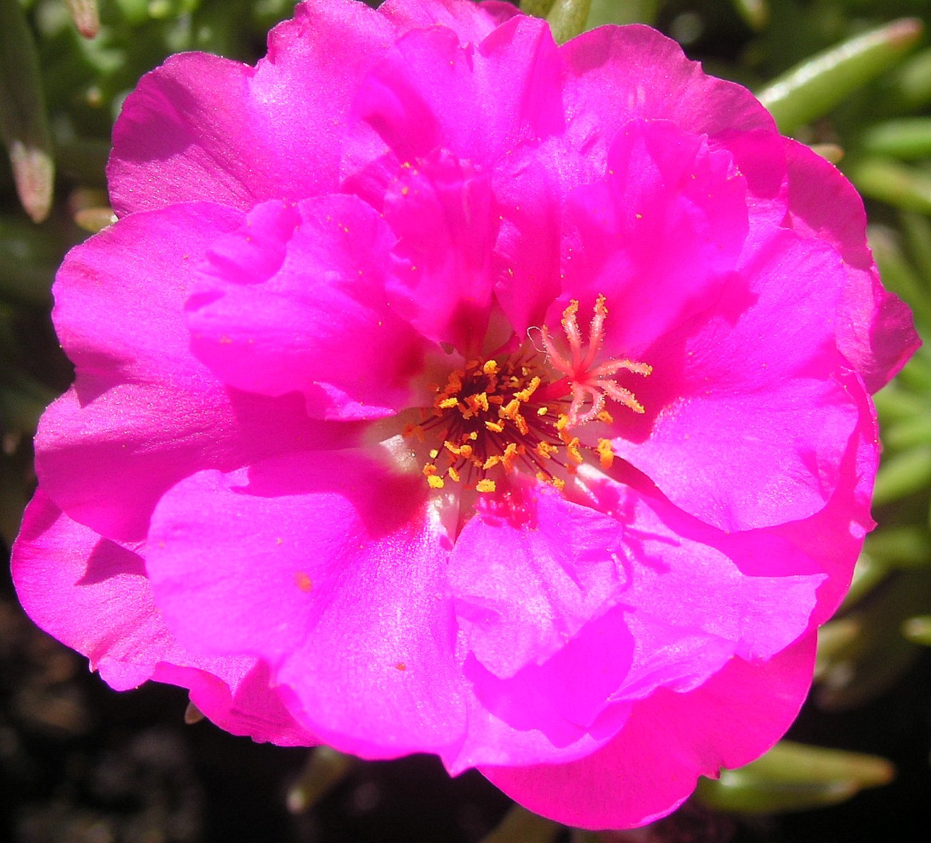 Fonds d'cran Nature Fleurs pourpier mauve