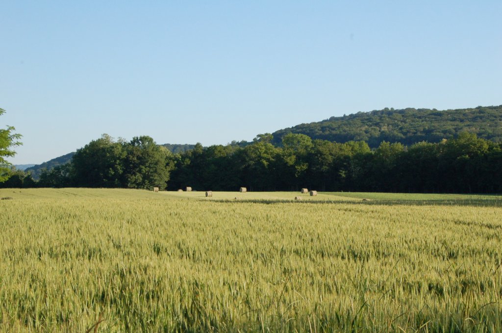 Fonds d'cran Nature Champs - Prairies 