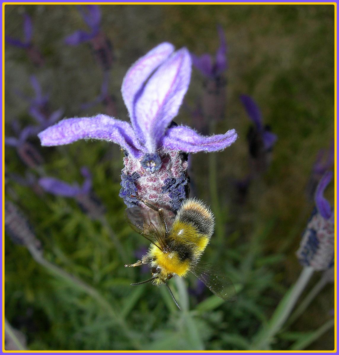 Fonds d'cran Animaux Insectes - Abeilles Gupes ... 