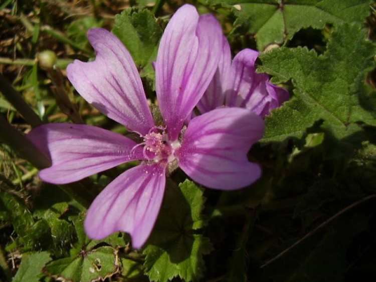 Fonds d'cran Nature Fleurs fleurs de jardin