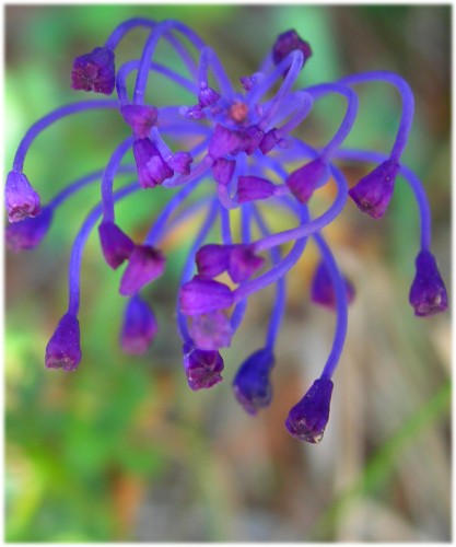 Fonds d'cran Nature Fleurs Muscari