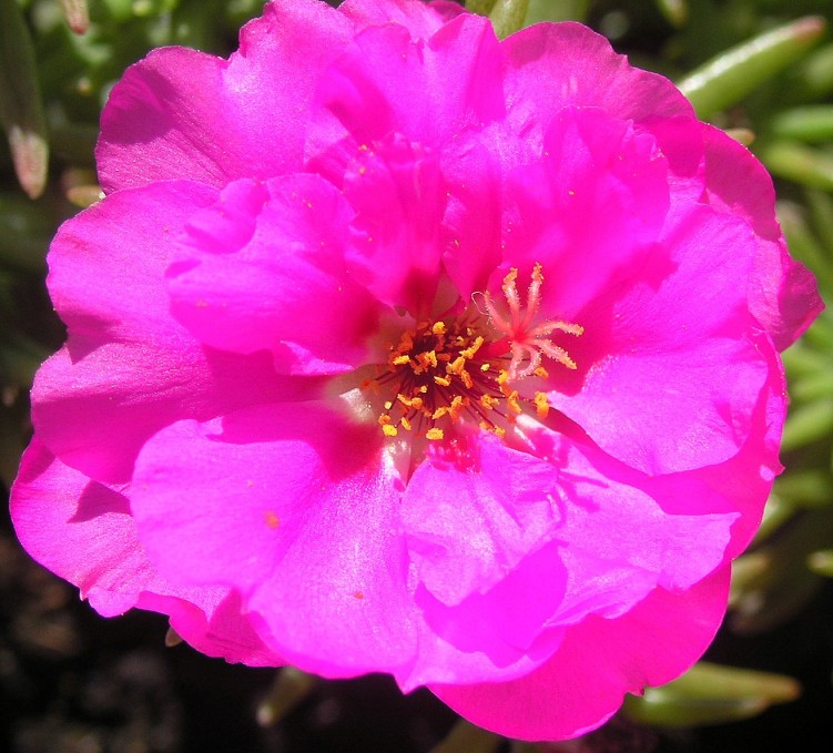 Fonds d'cran Nature Fleurs pourpier mauve