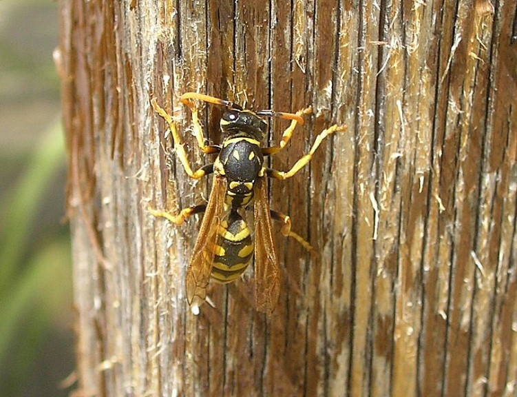 Fonds d'cran Animaux Insectes - Abeilles Gupes ... une guepe