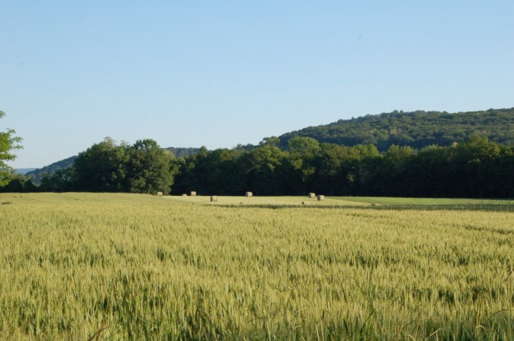 Fonds d'cran Nature Champs - Prairies Wallpaper N142010