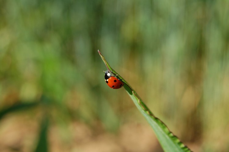 Wallpapers Animals Insects - Ladybugs Wallpaper N142011