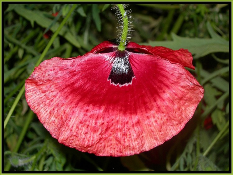 Wallpapers Nature Flowers Ptale de coquelicot