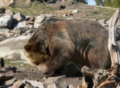 Fonds d'cran Animaux Nounours...