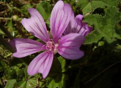 Wallpapers Nature fleurs de jardin