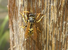 Fonds d'cran Animaux une guepe