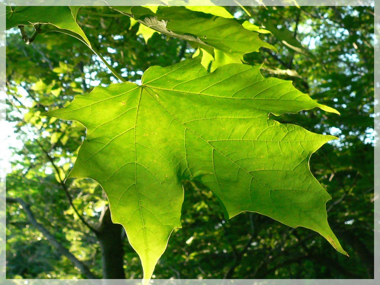 Wallpapers Nature Leaves - Foliage 