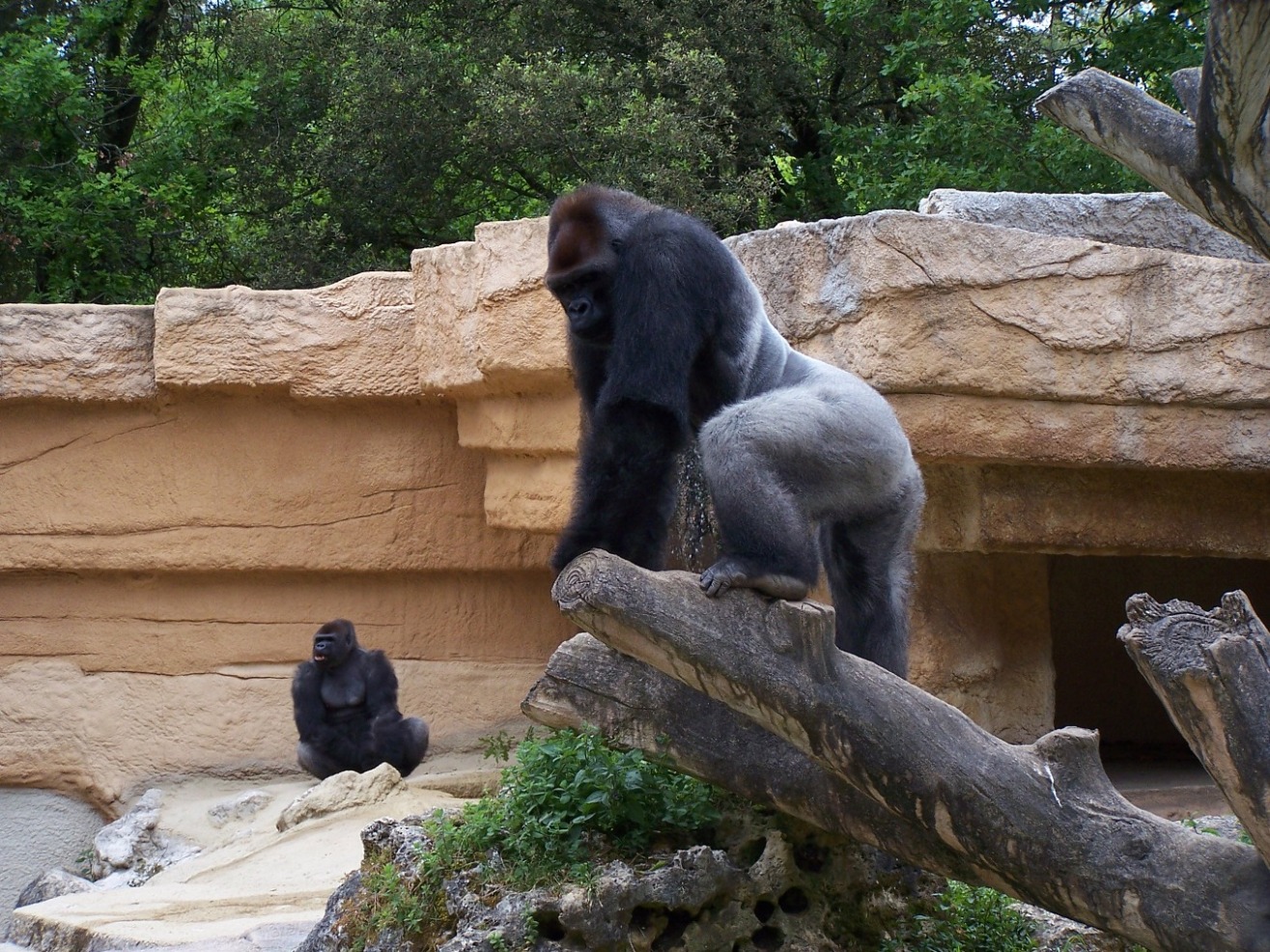 Fonds d'cran Animaux Singes Gorille