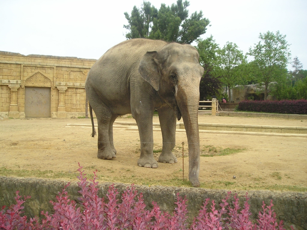 Fonds d'cran Animaux Elphants LE  ZOO  LE PAL   A  MOULIN