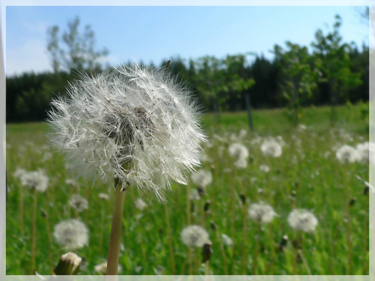 Fonds d'cran Nature Fleurs 