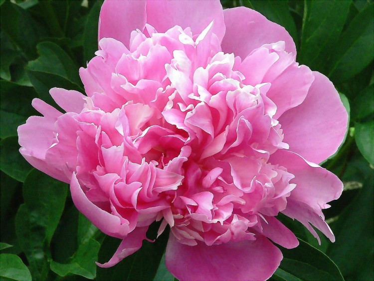 Fonds d'cran Nature Fleurs pivoine