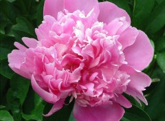 Fonds d'cran Nature pivoine