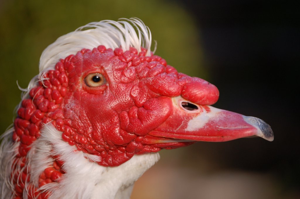 Fonds d'cran Animaux Oiseaux - Canards 