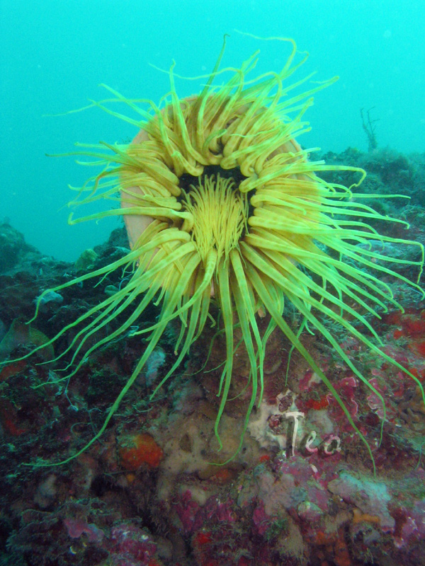 Fonds d'cran Animaux Vie marine - Poissons Anemone