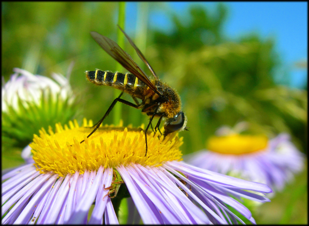 Wallpapers Animals Insects - Bees, Wasps 