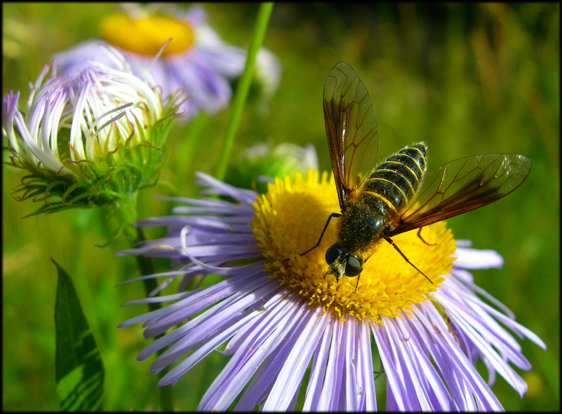 Wallpapers Animals Insects - Bees, Wasps 