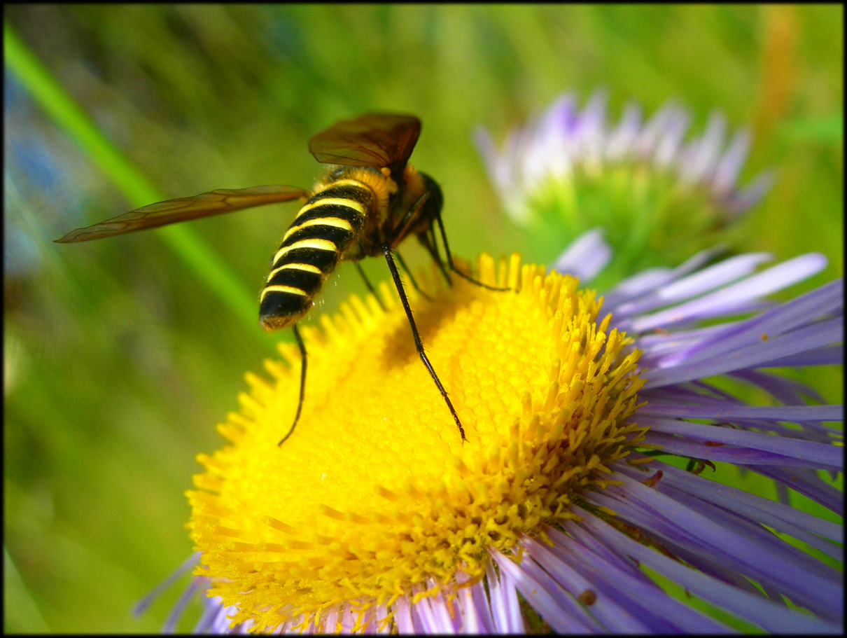 Fonds d'cran Animaux Insectes - Divers 