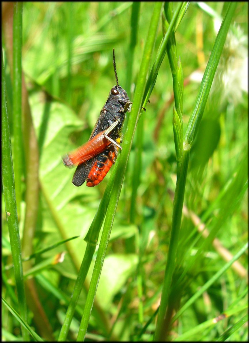 Wallpapers Animals Insects - Grasshoppers and Locusts Sauterelle