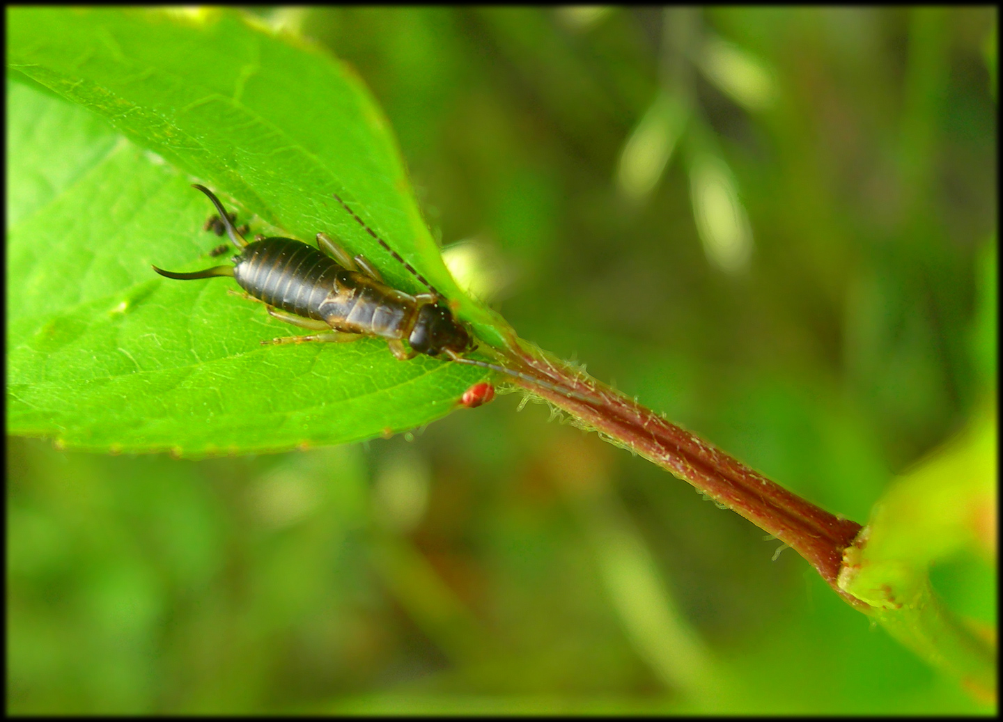 Fonds d'cran Animaux Insectes - Divers Perce-oreille