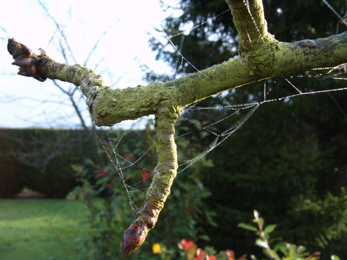 Fonds d'cran Nature Arbres - Forts Rose du matin