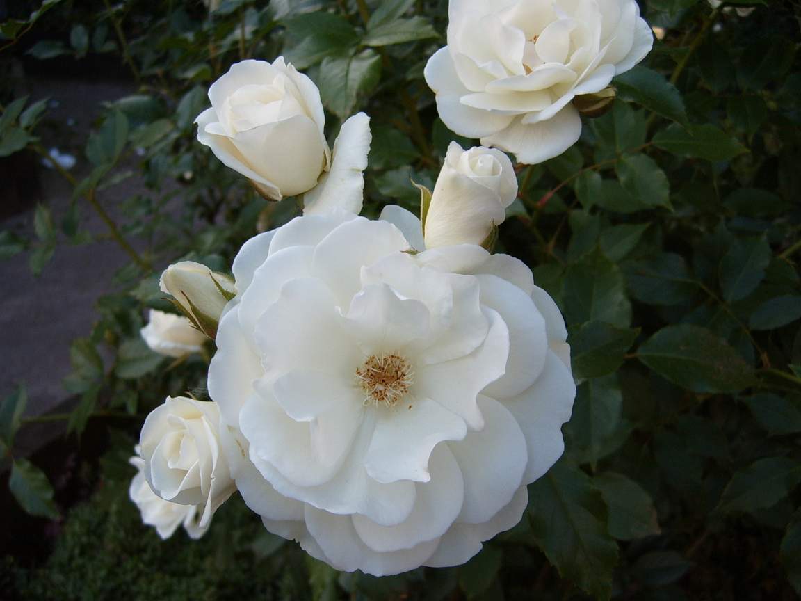 Fonds d'cran Nature Fleurs Rose blanche