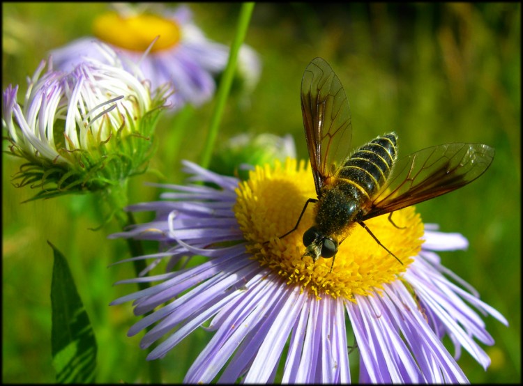 Wallpapers Animals Insects - Bees, Wasps Wallpaper N142079