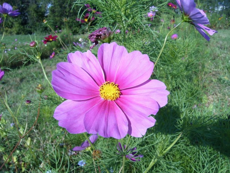 Fonds d'cran Nature Fleurs Fleur de printemps