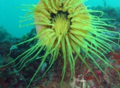 Fonds d'cran Animaux Anemone