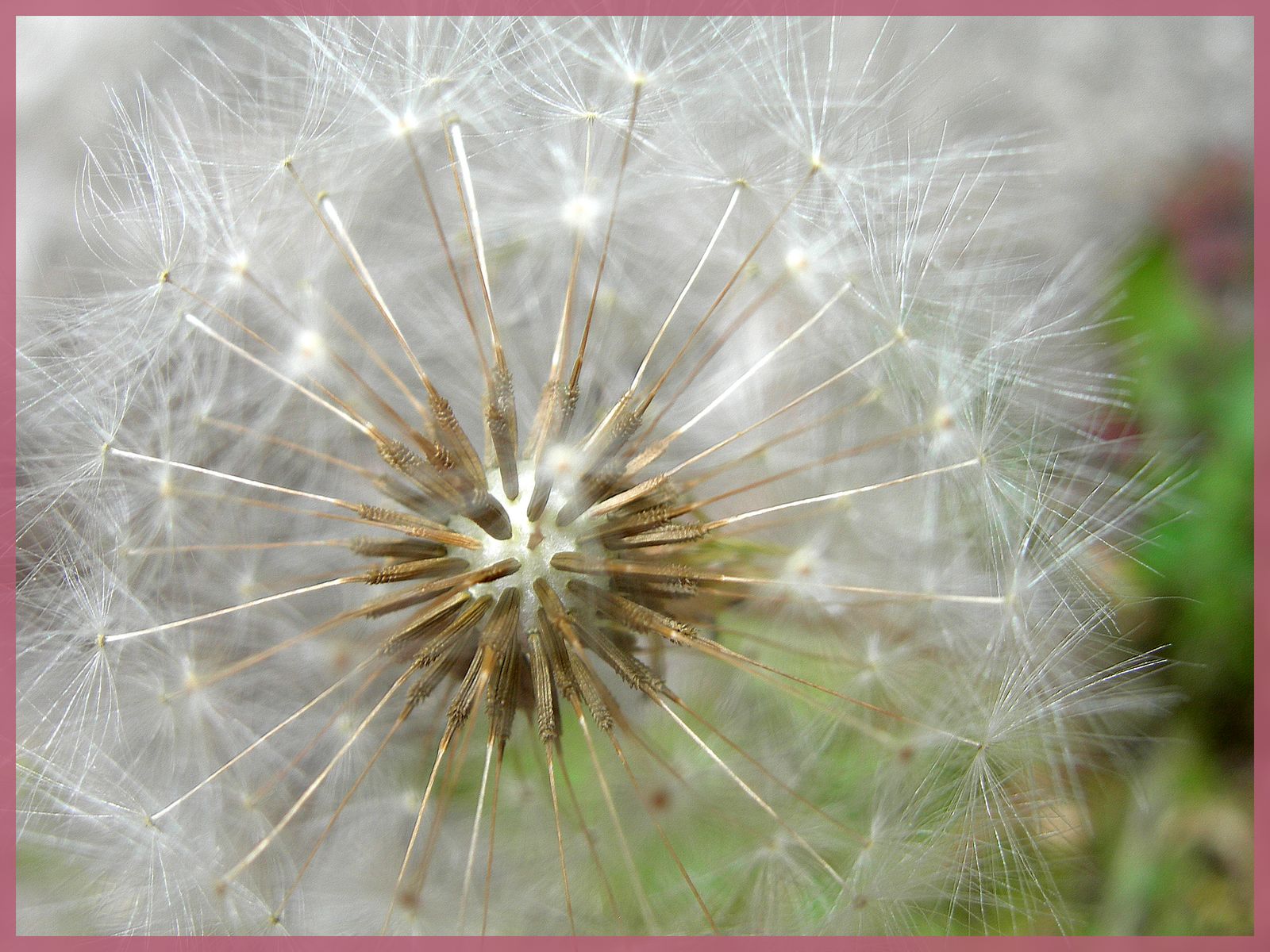 Fonds d'cran Nature Fleurs Pissenlit