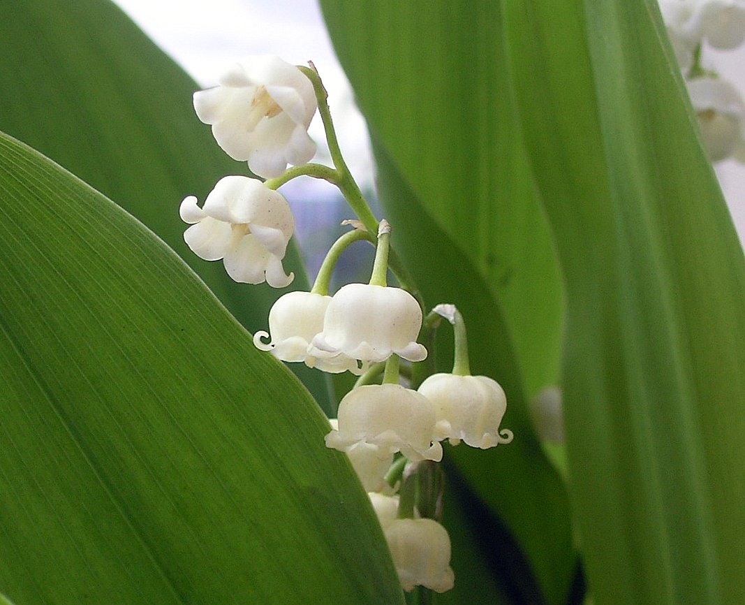 Wallpapers Nature Flowers muguet